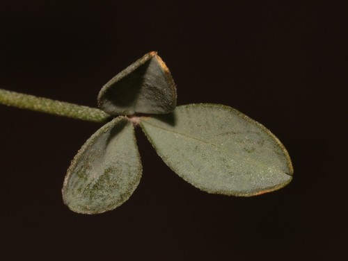 Image of Crotalaria pearsonii by (c) Brian du Preez, some rights reserved (CC BY-SA)