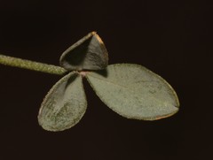 Crotalaria pearsonii