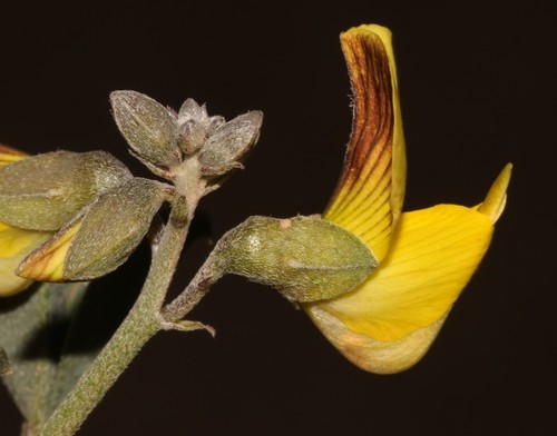 Image of Crotalaria pearsonii by (c) Brian du Preez, some rights reserved (CC BY-SA)