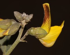 Crotalaria pearsonii