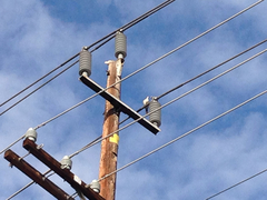 Streptopelia decaocto