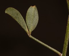 Crotalaria pearsonii
