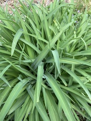 Hemerocallis lilioasphodelus