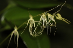 Pleurothallis phalangifera