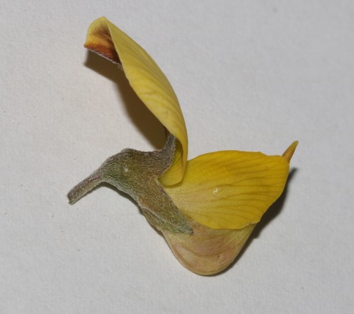 Image of Richters Rattlepod (Crotalaria pearsonii) by (c) Brian du Preez, some rights reserved (CC BY-SA)