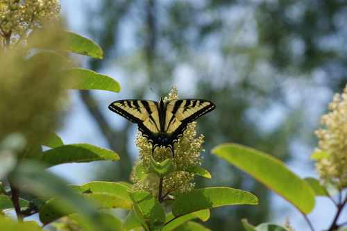 iNaturalist observation photo of Western Tiger Swallowtail