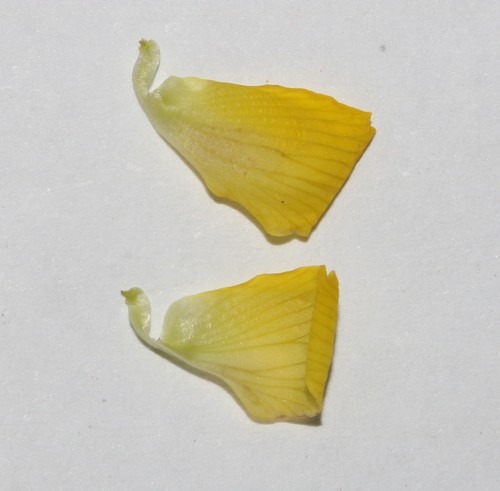 Image of Richters Rattlepod (Crotalaria pearsonii) by (c) Brian du Preez, some rights reserved (CC BY-SA)