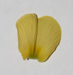 Crotalaria pearsonii