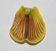 Crotalaria pearsonii