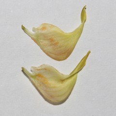 Crotalaria pearsonii