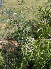 Rubus ludwigii
