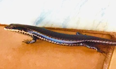 Notomabuya frenata