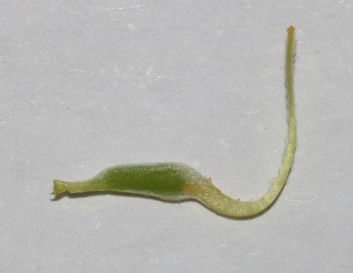 Image of Richters Rattlepod (Crotalaria pearsonii) by (c) Brian du Preez, some rights reserved (CC BY-SA)