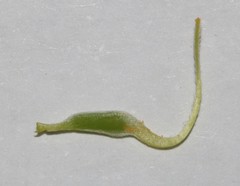 Crotalaria pearsonii
