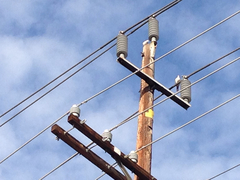 Streptopelia decaocto