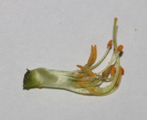 Image of Richters Rattlepod (Crotalaria pearsonii) by (c) Brian du Preez, some rights reserved (CC BY-SA)