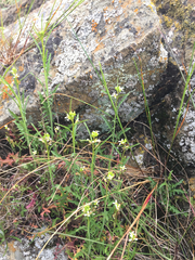 Turritis glabra