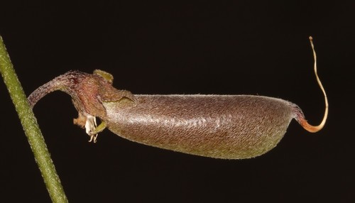 Image of Richters Rattlepod (Crotalaria pearsonii) by (c) Brian du Preez, some rights reserved (CC BY-SA)