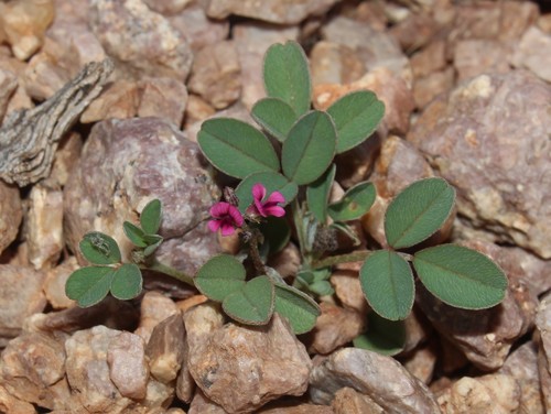 Image of Indigofera barkeri by (c) Brian du Preez, some rights reserved (CC BY-SA)