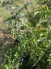 Rubus ludwigii