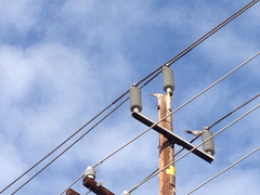 Streptopelia decaocto