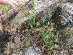 Turritis glabra