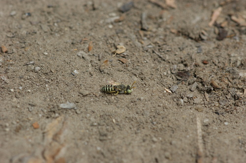 iNaturalist observation photo of Calliopsis hesperia
