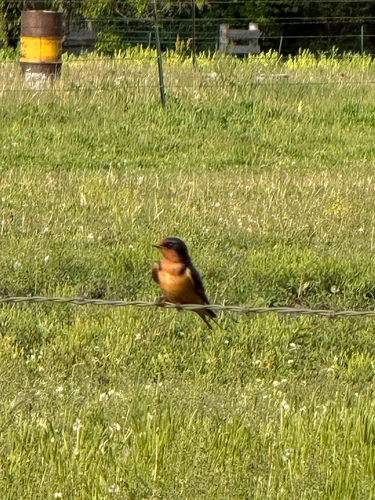 Barn Swallow