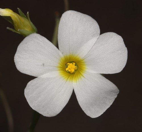 Window Sorrel (Oxalis fenestrata)