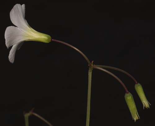 Image of Oxalis fenestrata by (c) Brian du Preez, some rights reserved (CC BY-SA)