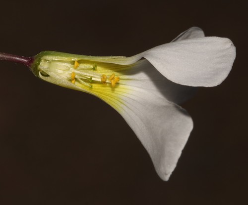 Image of Oxalis fenestrata by (c) Brian du Preez, some rights reserved (CC BY-SA)