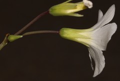 Oxalis fenestrata