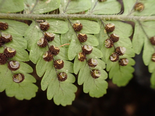 Dryopteris rubiginosa observed 2026-05-21