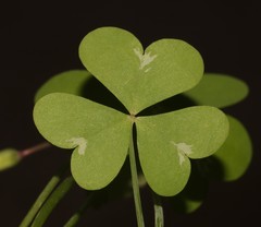 Oxalis fenestrata
