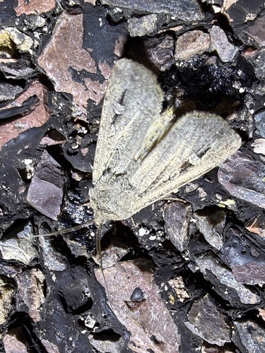 Bogong Moth