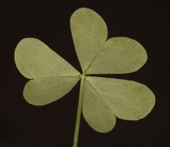 Oxalis fenestrata