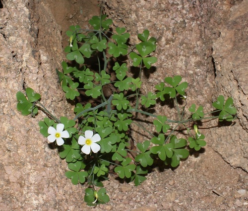 Image of Window Sorrel (Oxalis fenestrata) by (c) Brian du Preez, some rights reserved (CC BY-SA)