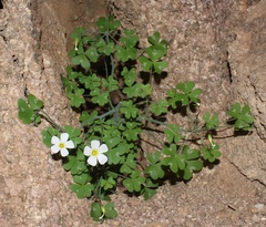 Oxalis fenestrata