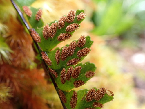 Asplenium normale observed 2026-05-21