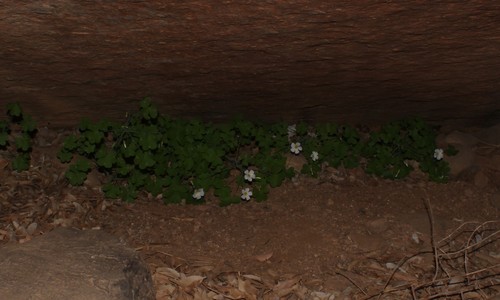 Image of Oxalis fenestrata by (c) Brian du Preez, some rights reserved (CC BY-SA)