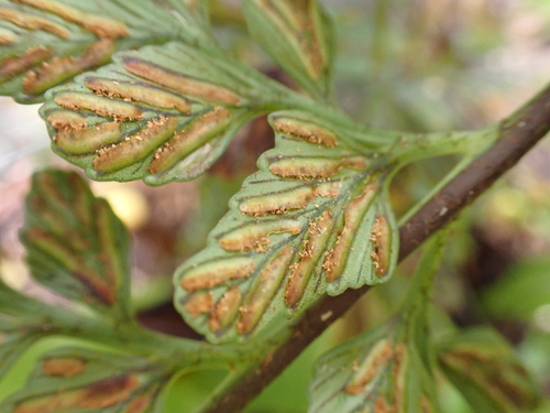Asplenium insiticium observed 2026-05-21