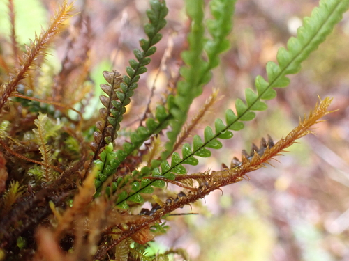Stenogrammitis saffordii observed 2026-05-21