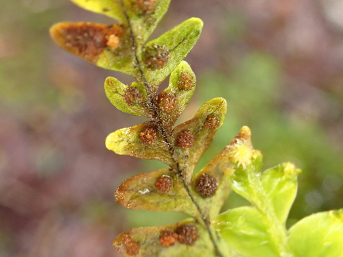 Adenophorus pinnatifidus, 2026-05-21
