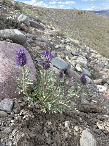 Silky Phacelia