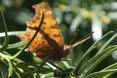Polygonia c-album