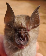 Rhinolophus landeri
