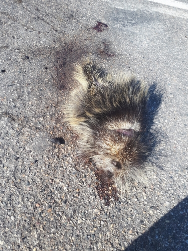 North American Porcupine
