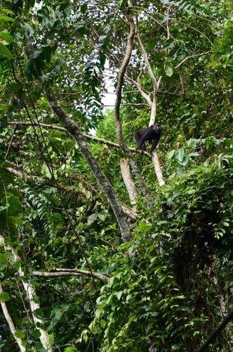 Macaca tonkeana