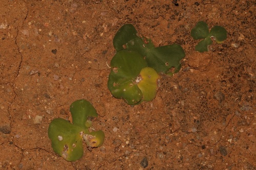 Image of Oxalis magnifolia by (c) Brian du Preez, some rights reserved (CC BY-SA)