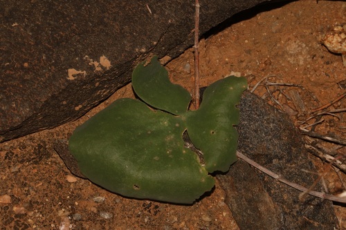 Image of Oxalis magnifolia by (c) Brian du Preez, some rights reserved (CC BY-SA)